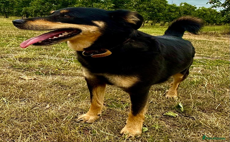 German Shepherd dogs in West Malling - Advert 1