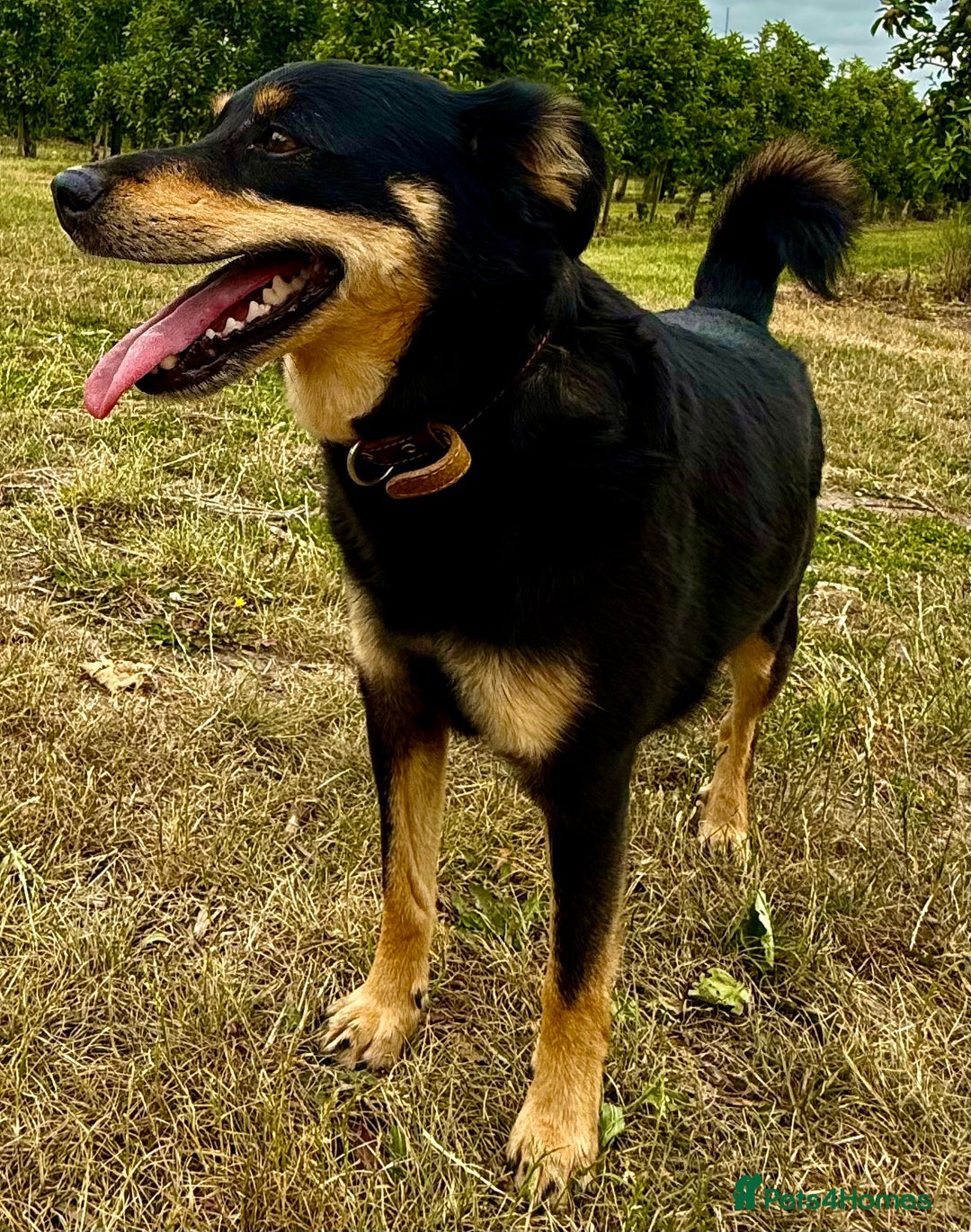 German Shepherd dogs for adoption: Gatto  in West Malling - Image 7