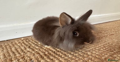 Lionhead rabbits Lionhead Brown & Blue Otters  - Advert 3