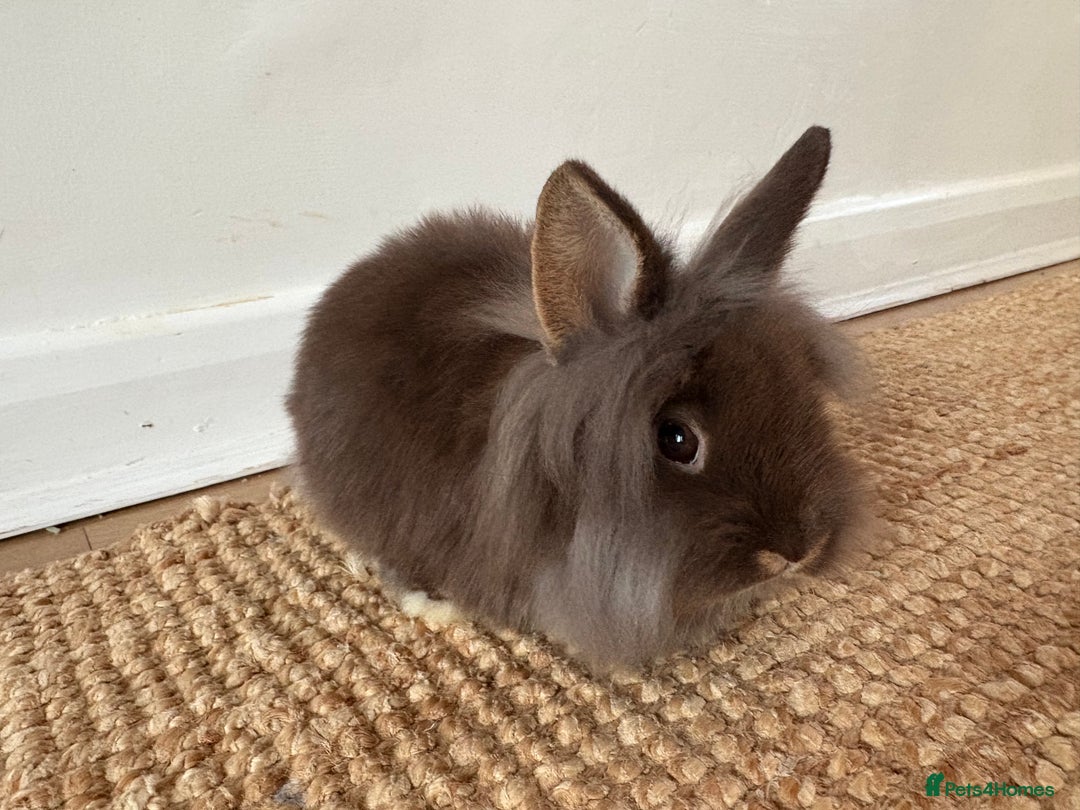 Lionhead rabbits for sale: Lionhead Brown & Blue Otters  - Advert 2