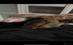 Mixed Breed dogs for sale: Beautiful pups  - Advert 5