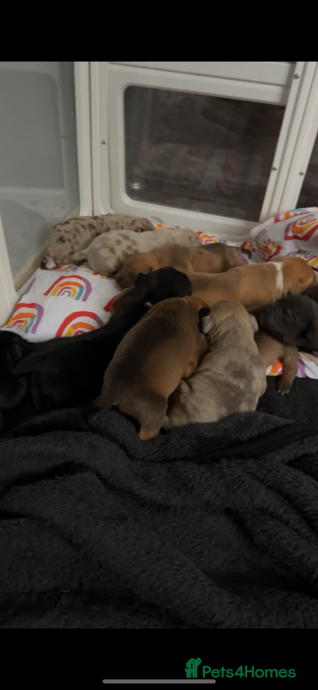 Mixed Breed dogs for sale: Beautiful pups  - Advert 5