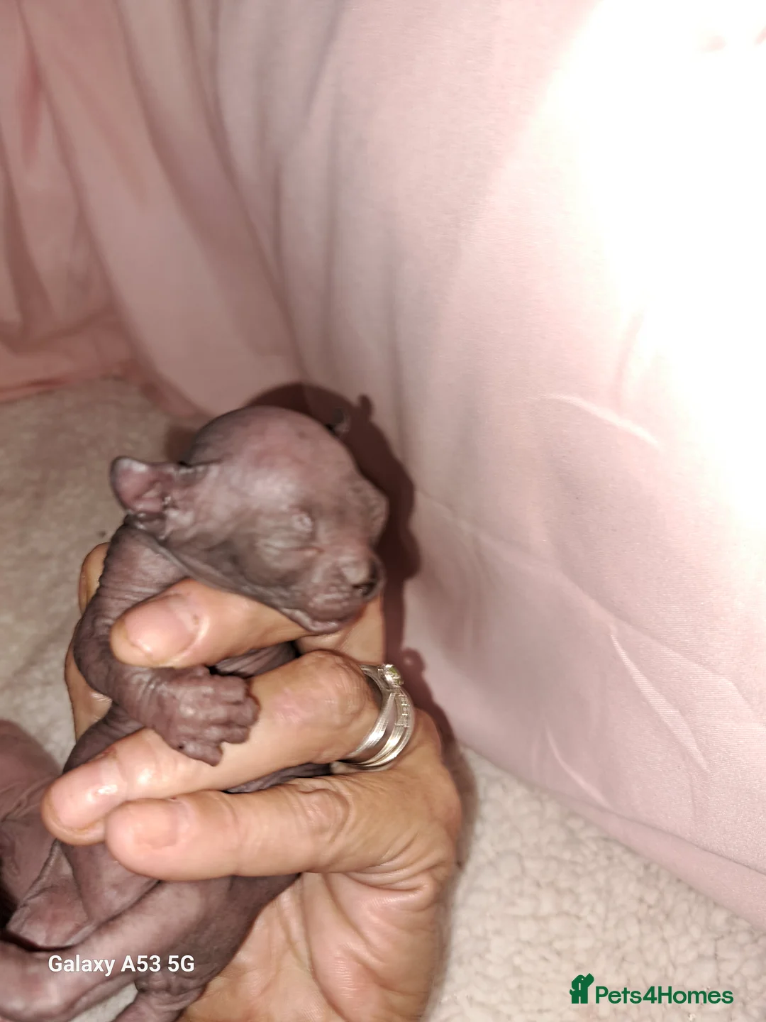Sphynx cats for sale: Sphynx kittens in Newcastle upon Tyne - Advert 2