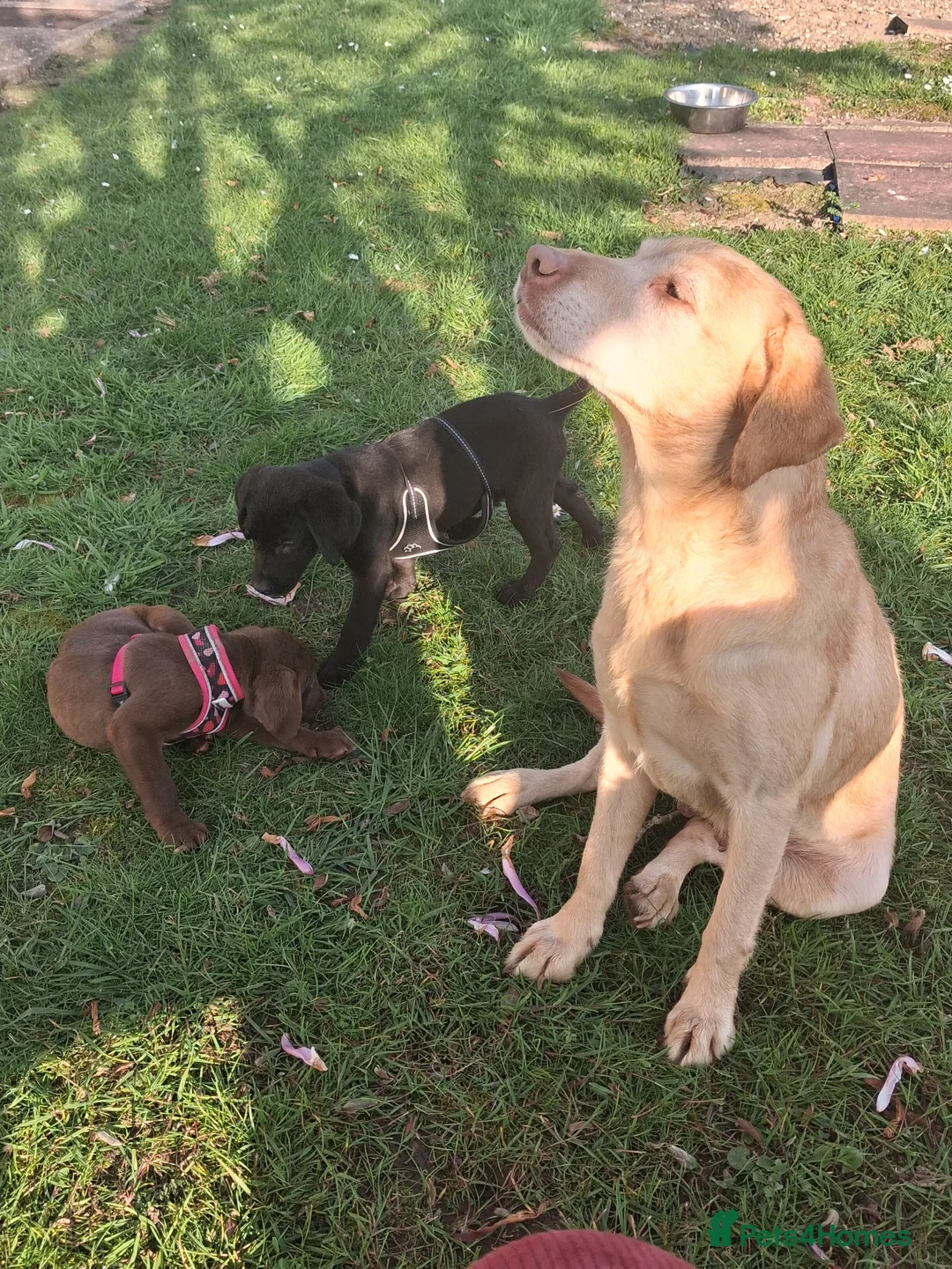 Labrador Retriever dogs for sale: Happy healthy pure bred Labrador pups for sale - Advert 1