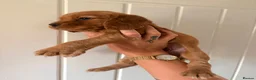 Cocker Spaniel dogs for sale: 3 cocker pups  - Advert 4