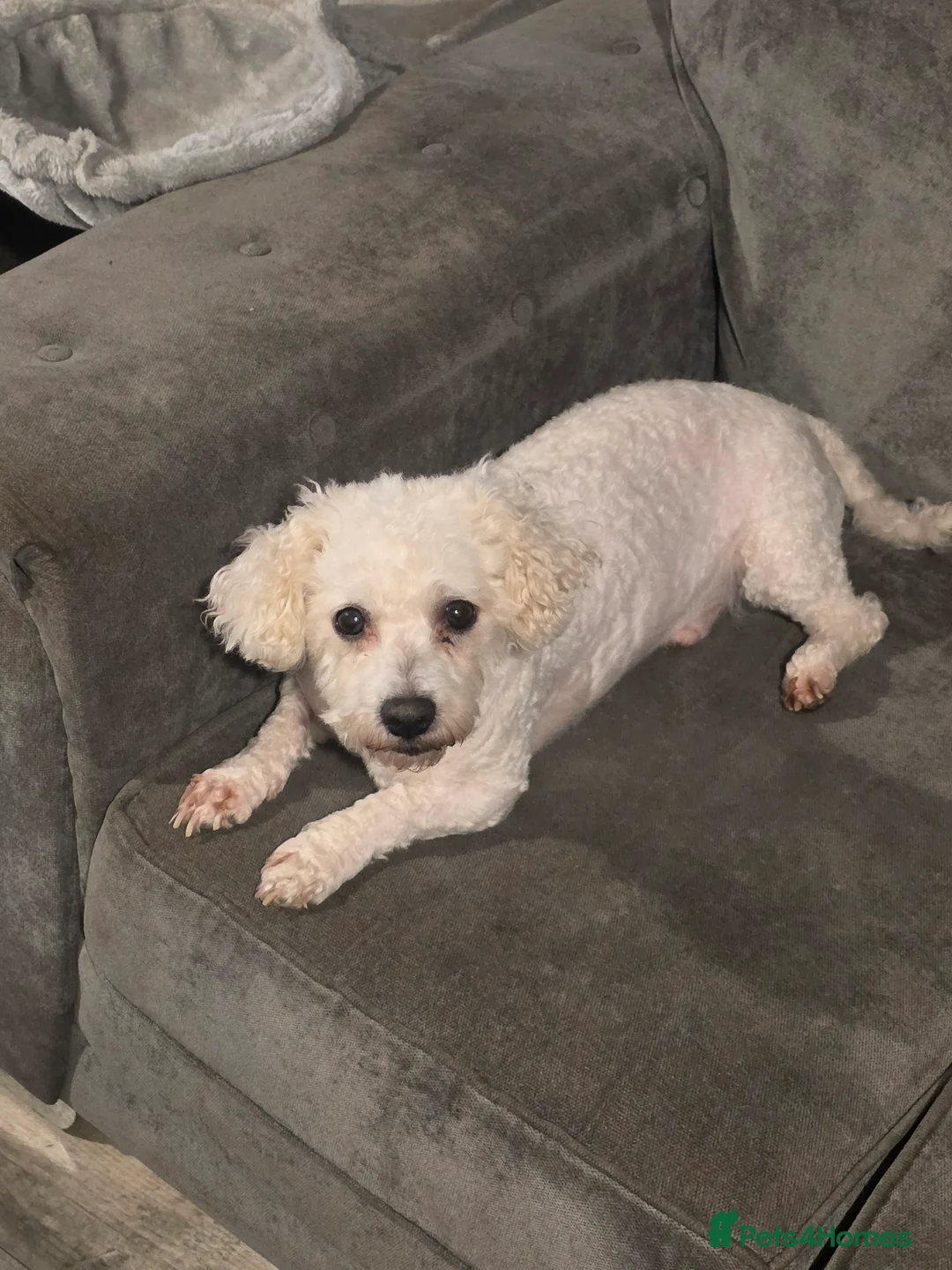 Bichon Frise dogs for sale: 6 year old bichon frise - Advert 2