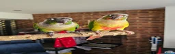 Conures birds for sale: Ricky & Cleo - Advert 12