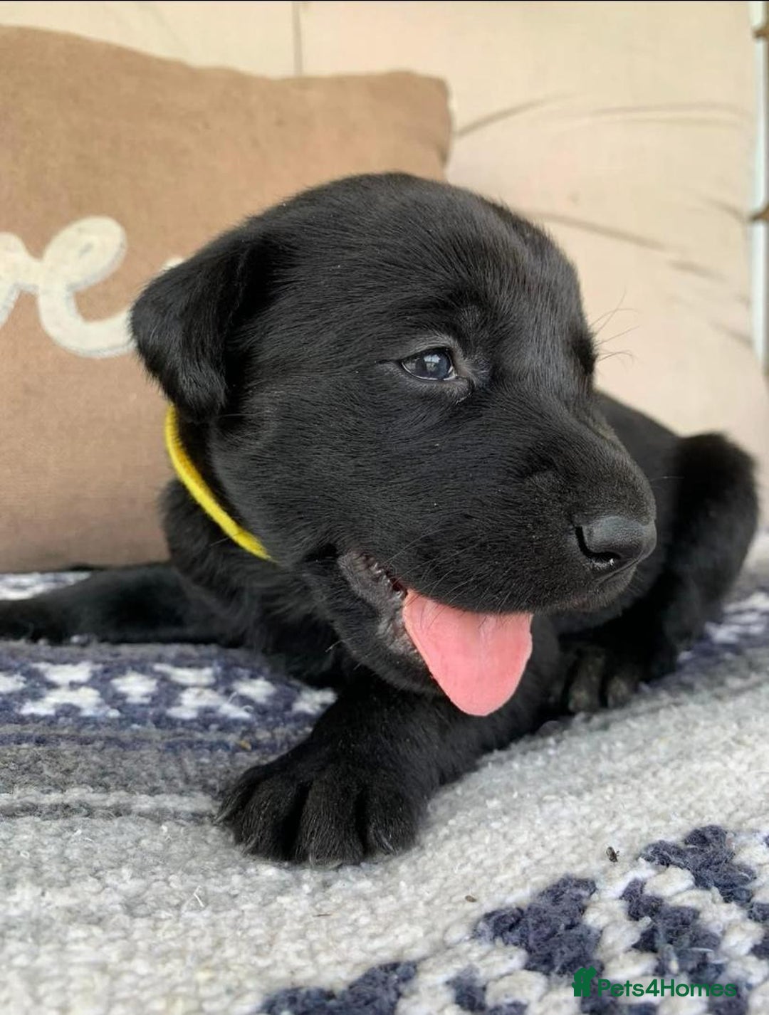 Labrador Retriever dogs for sale: Labrador Retriever Puppies - Image 2