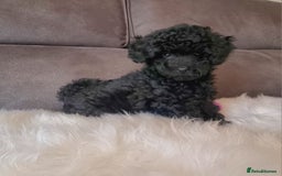 Cockapoo dogs for sale: Adorable best friend pups, sold fully vaccinated - Advert 20