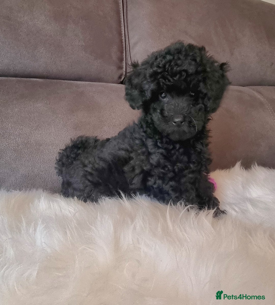 Cockapoo dogs for sale: Adorable best friend pups, sold fully vaccinated - Advert 20