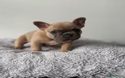 French Bulldog dogs for sale: French bulldog puppies  - Image 2