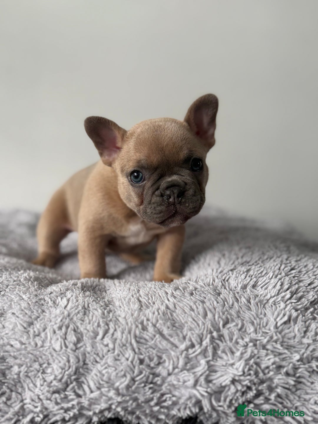 French Bulldog dogs for sale: French bulldog puppies  - Image 2