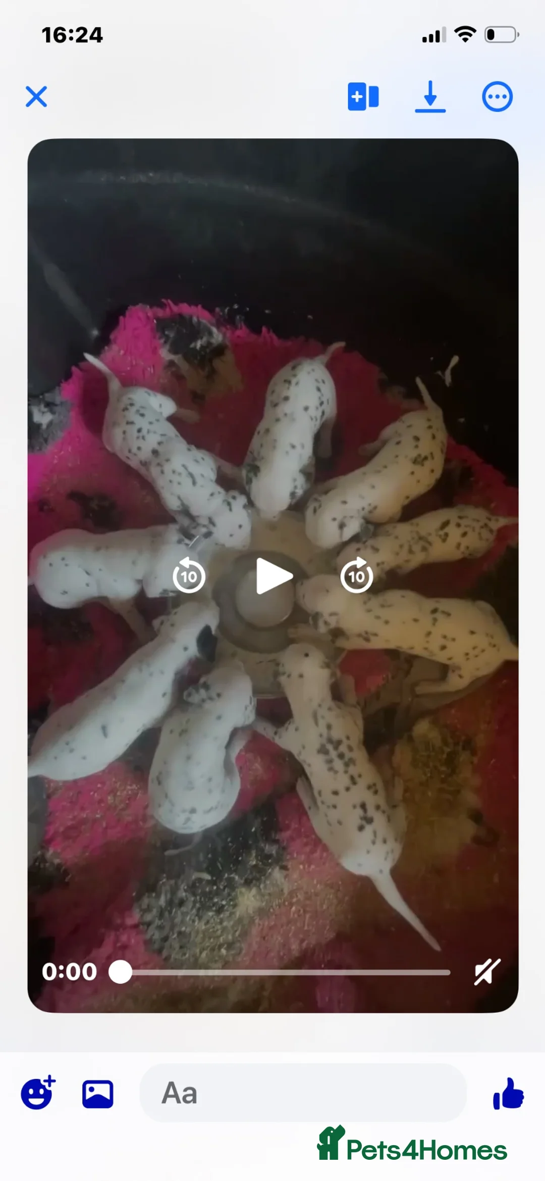 Dalmatian dogs for sale: Dalmation puppies in Bury Saint Edmunds - Advert 2
