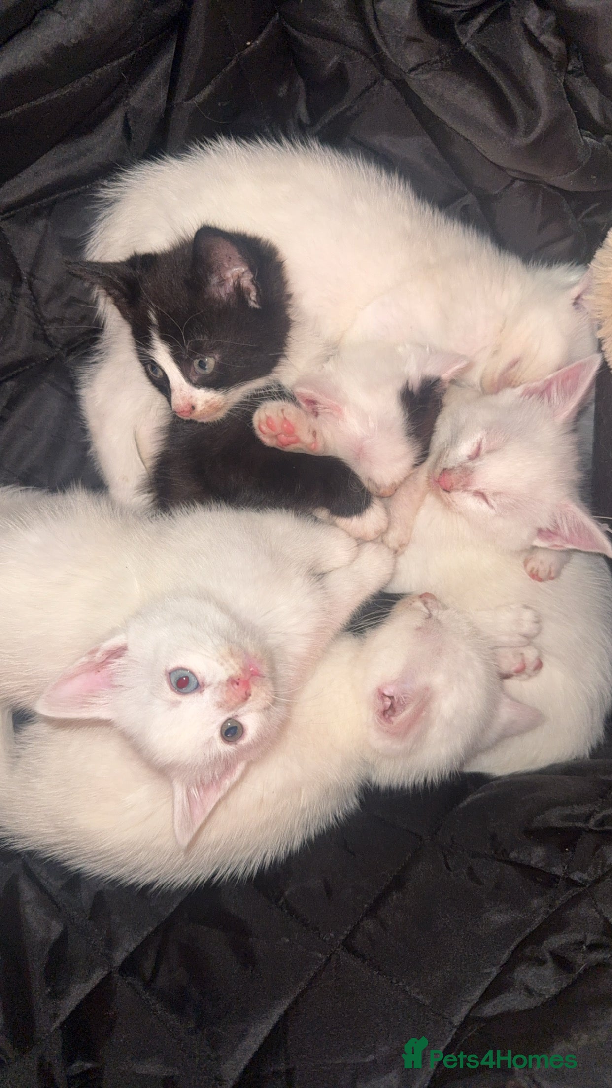Mixed Breed cats 5 beautiful kittens ready to leave now - Advert 2