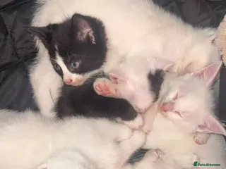 Mixed Breed cats 5 beautiful kittens ready to leave now - Advert 1