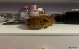 Guinea Pig rodents for sale: 3x girl piggies  - Image 1