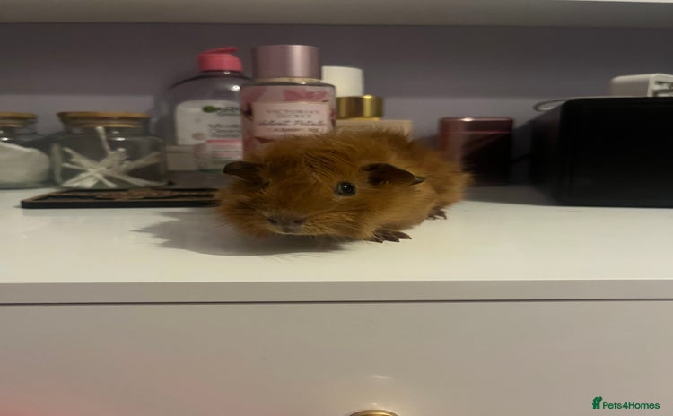 Guinea Pig rodents - Advert 1