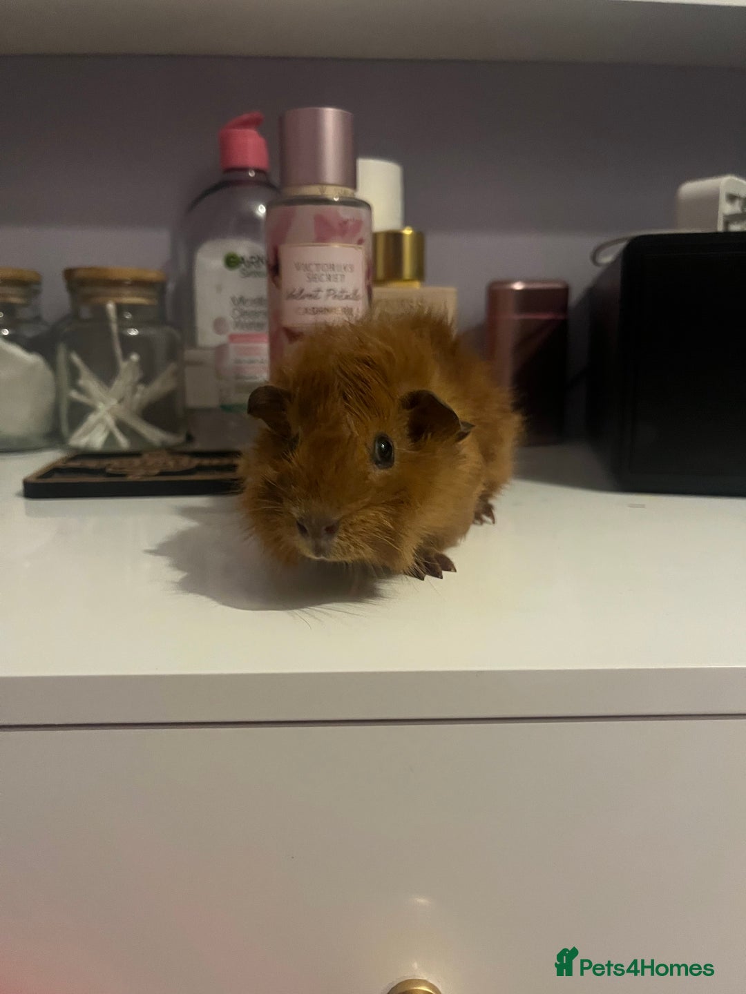 Guinea Pig rodents for sale: 3x girl piggies  - Image 1