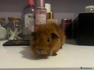 Guinea Pig rodents - Advert 27