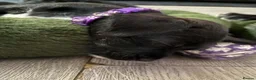 Patterjack dogs for sale: 2 stunning black patterjack girls  in Wallsend - Advert 3