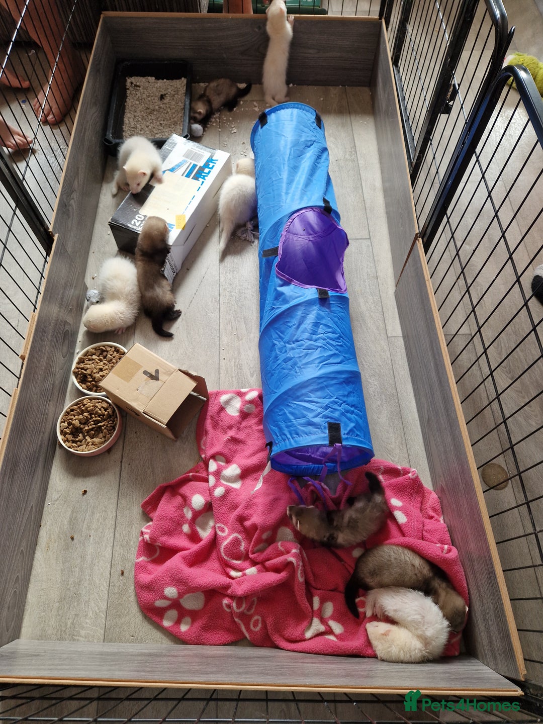 Ferret rodents for sale: Ferret kits mixed litter  - Image 17