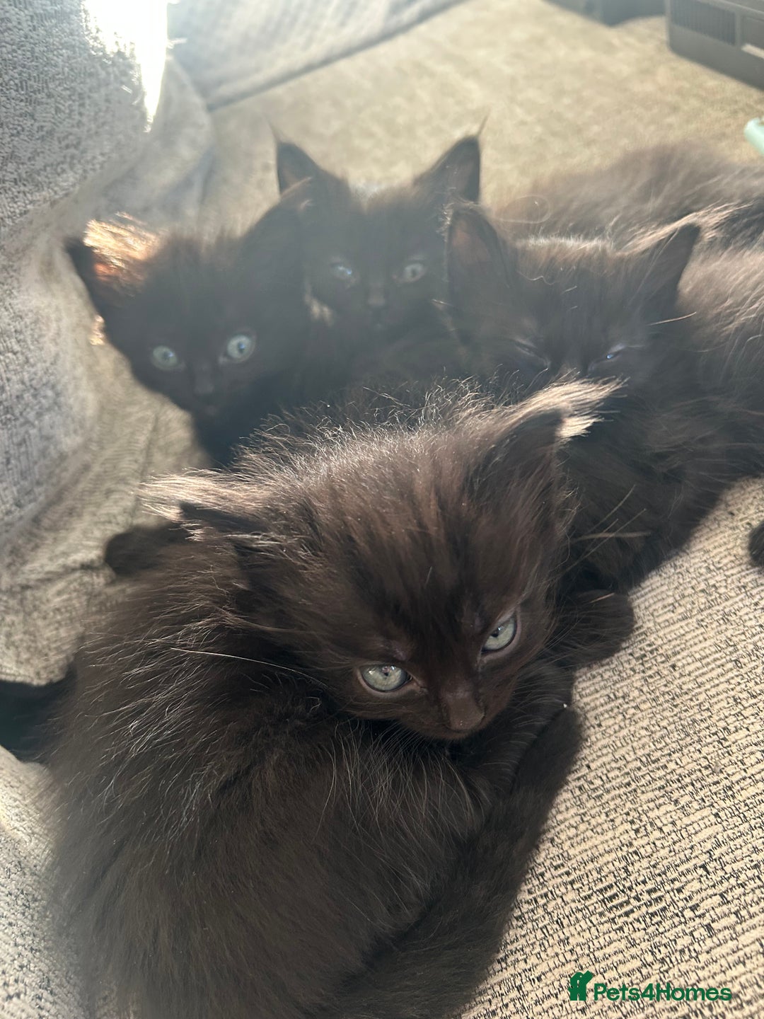 Ragdoll cats for sale: Ragdoll kittens  - Image 2