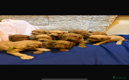 Cavapoo dogs for sale: beautiful cavapoo puppies ready to leave soon❤️ - Advert 2