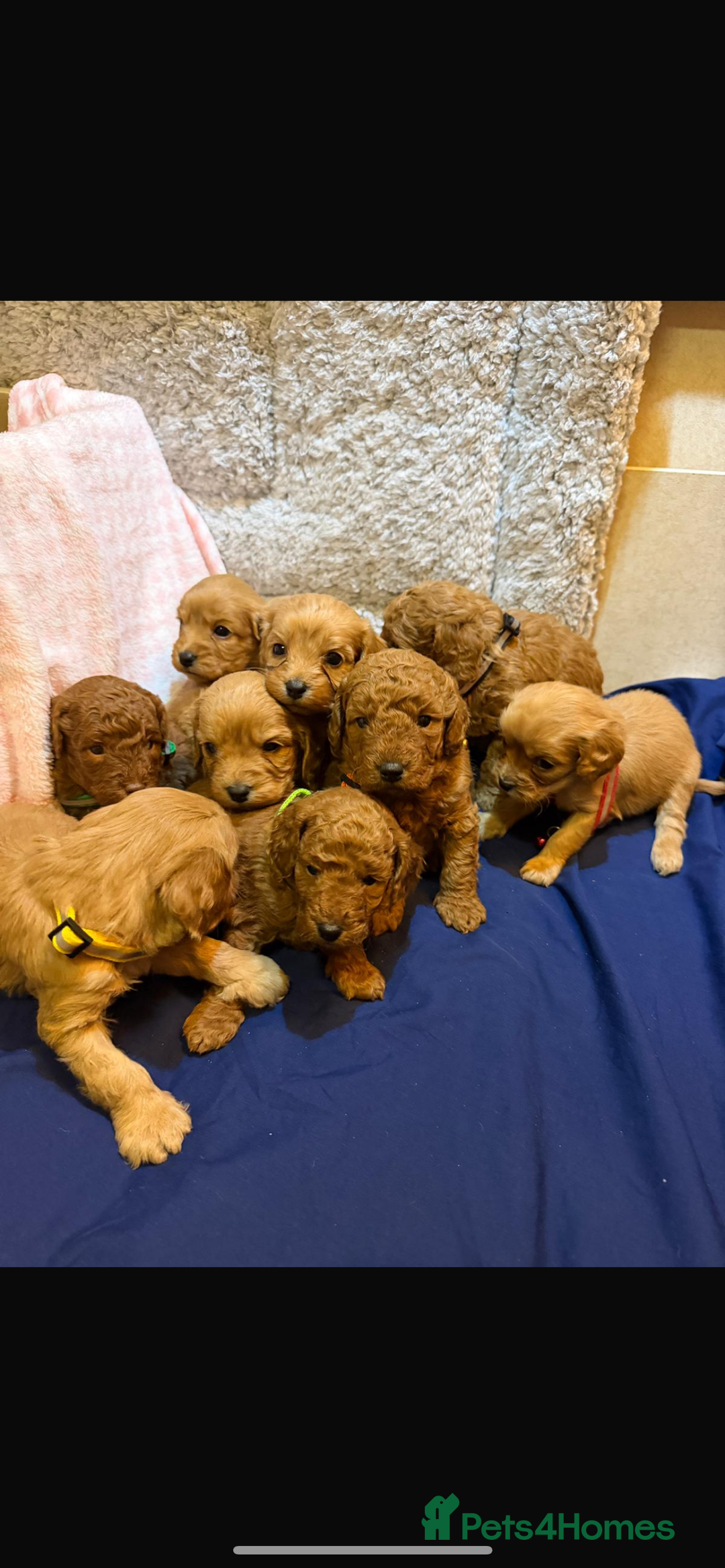 Cavapoo dogs for sale: beautiful cavapoo puppies ready to leave soon❤️ - Advert 2