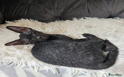 Siamese cats for sale: Siamese X Sphynx kittens - Image 14