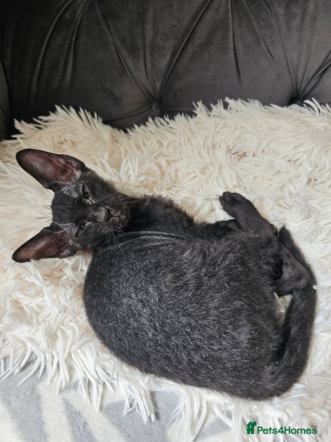 Siamese cats for sale: Siamese X Sphynx kittens - Image 14