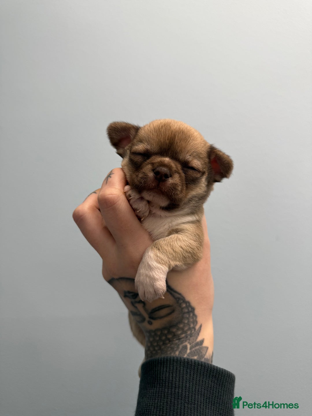 Chihuahua dogs for sale: Health tested & KC Reg Chocolate sable boy left! - Advert 6