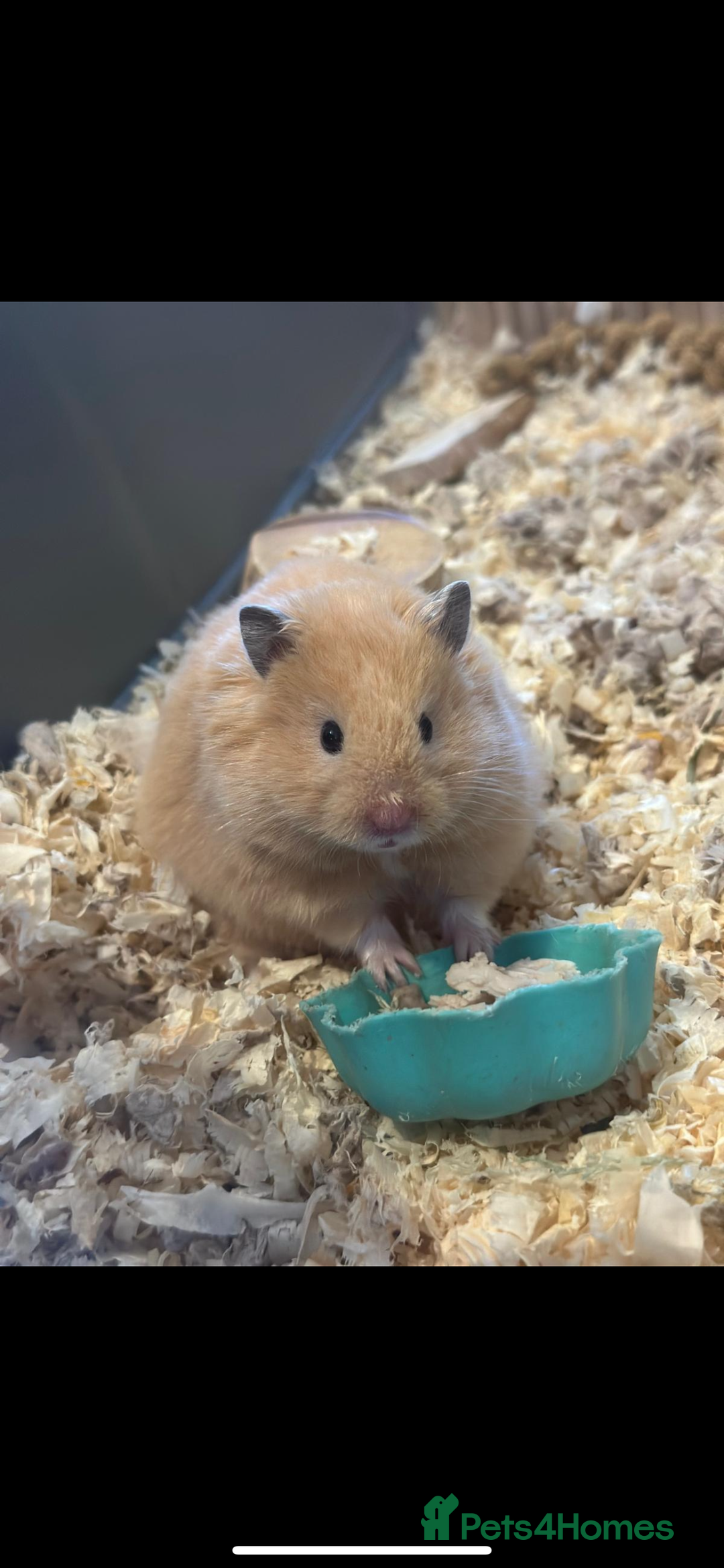 Hamster rodents for sale: Baby hamsters  - Advert 19