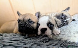 French Bulldog dogs for sale: REDUCED Adorable French Bulldog Puppies  - Image 18