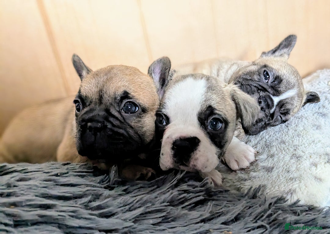 French Bulldog dogs for sale: REDUCED Adorable French Bulldog Puppies  - Image 18