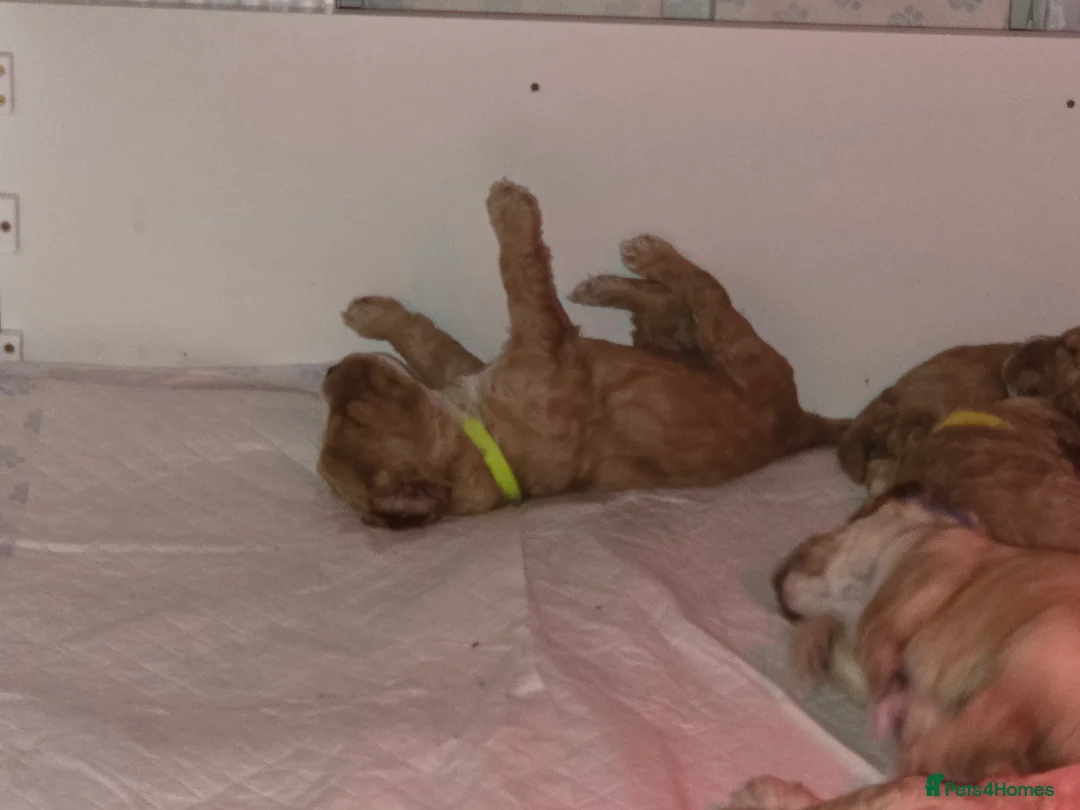 Cockapoo dogs for sale: F2 Cockapoo Puppies - Advert 9