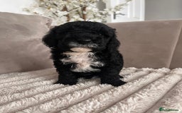 Sproodle dogs for sale: Sproodle puppies  - Image 27