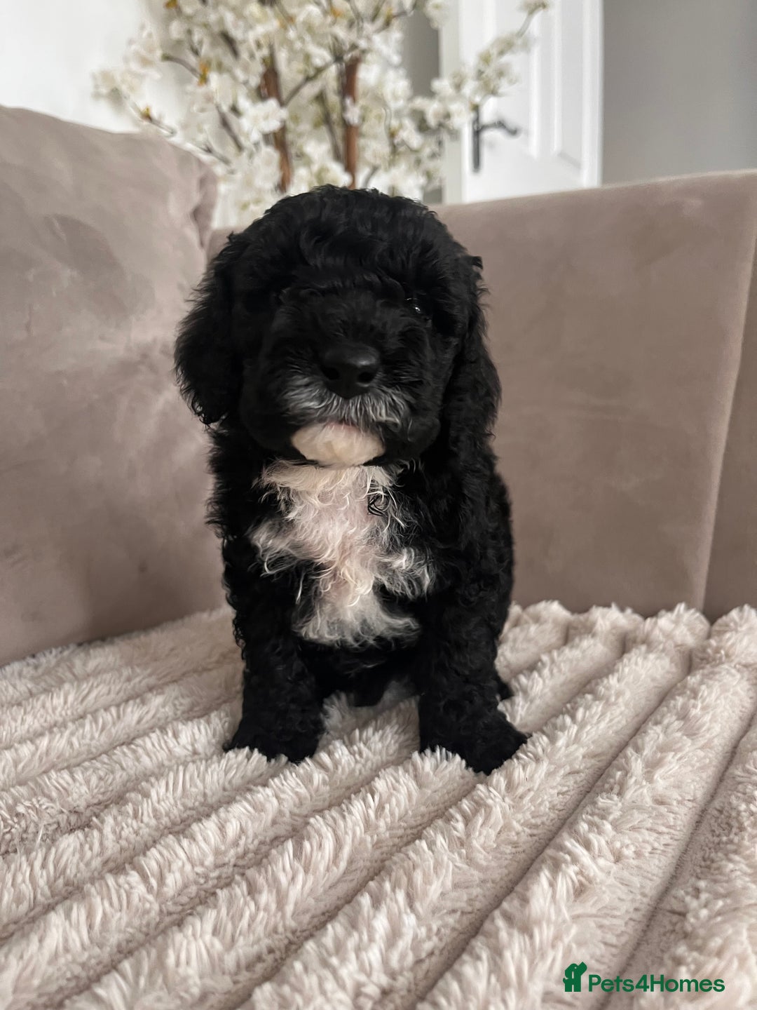 Sproodle dogs for sale: Sproodle puppies  - Image 27