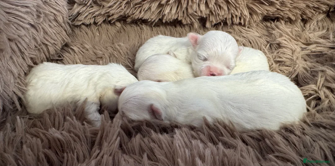 Maltese dogs for sale: Korean Maltese  - Advert 2