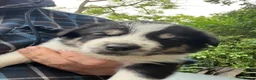 Mixed Breed dogs for sale: Cookie x huntaway  in Bideford - Advert 5