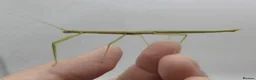 Stick Insects invertebrates for sale: Numerous species of stick insect eggs and nymphs  - Advert 2