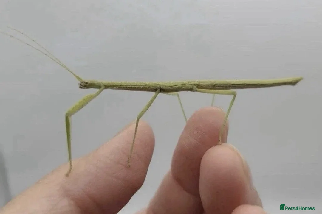 Stick Insects invertebrates for sale: Numerous species of stick insect eggs and nymphs  - Advert 2