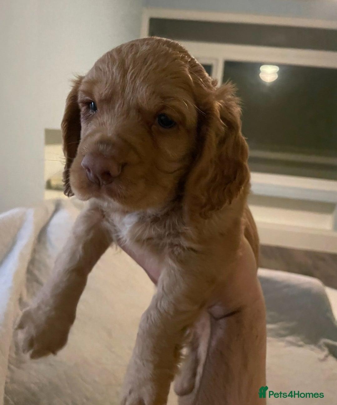 Cocker Spaniel dogs for sale: Cocker Spaniel puppies kennel club registered - Advert 5