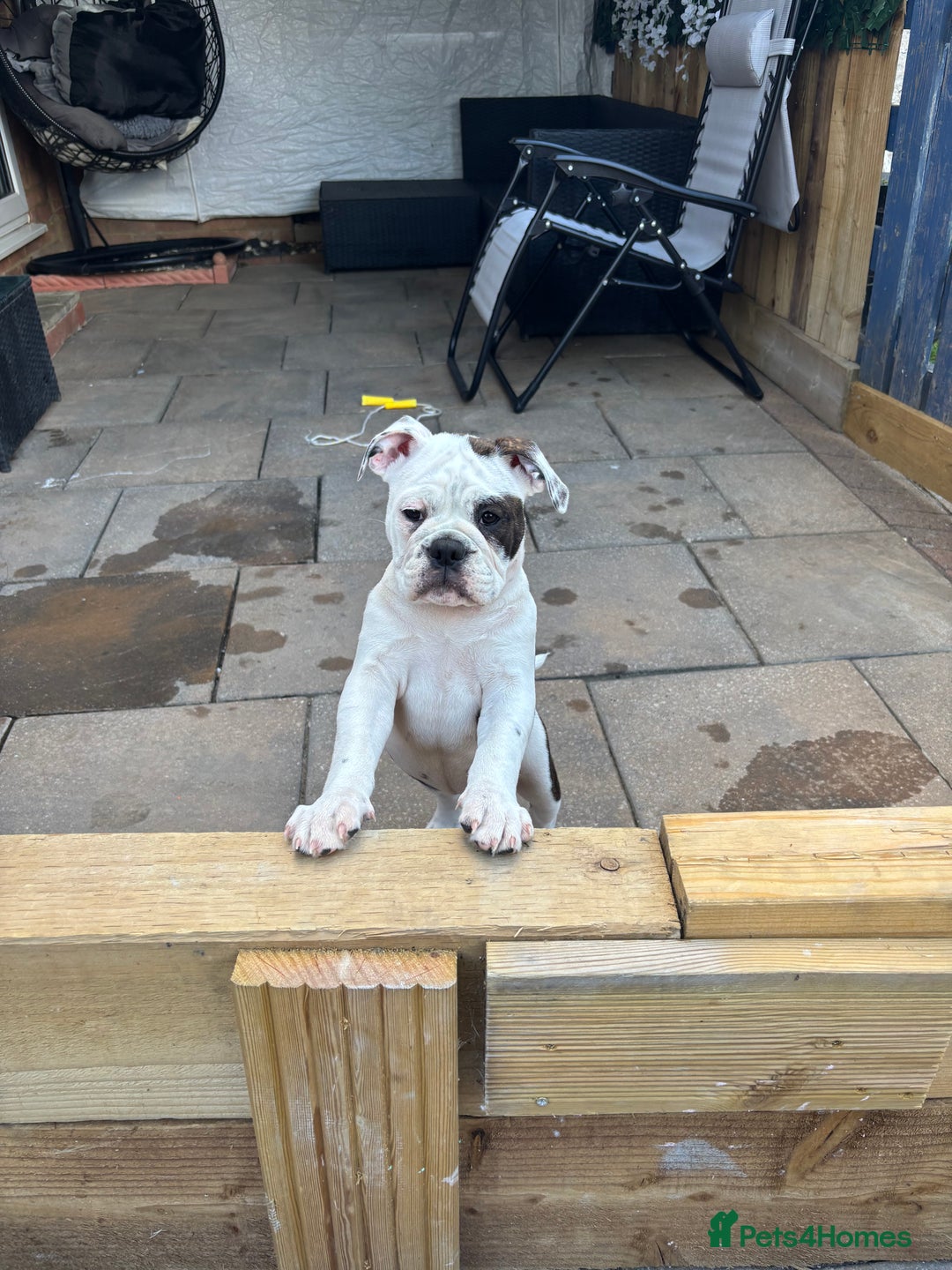 Olde English Bulldogge dogs for sale: LAST BABY GIRL both jabs microchipped pricedrop - Image 10