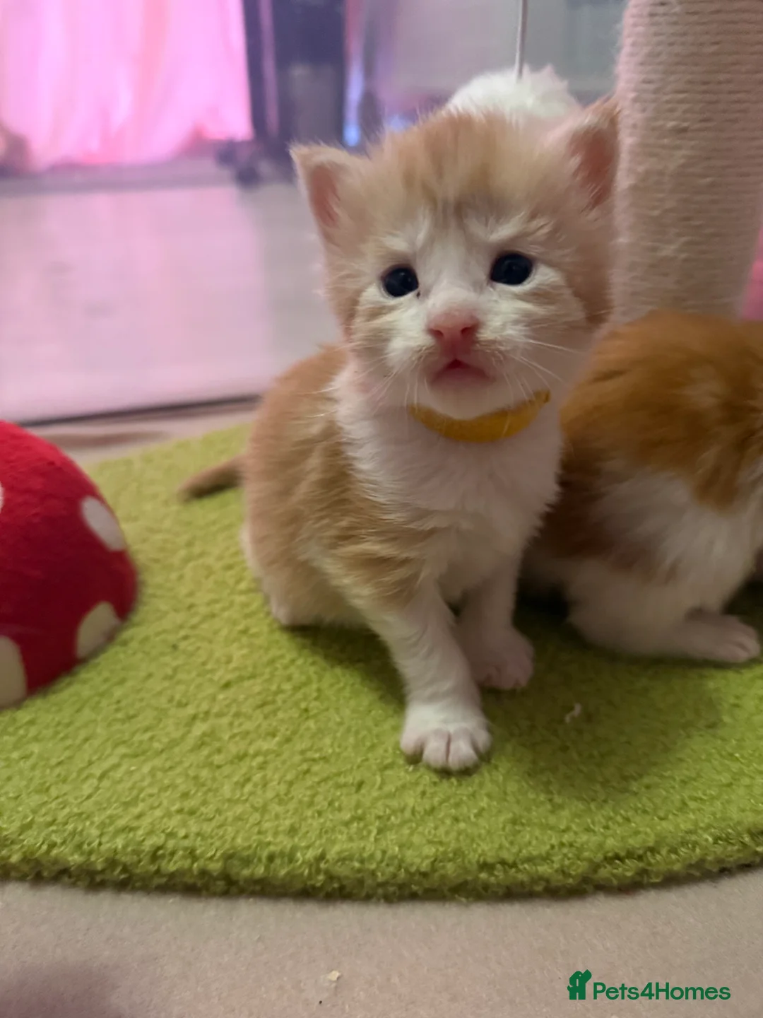 Maine Coon cats for sale: Maine coon kittens reds stunning pedigree’s  - Advert 19