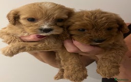 Cavapoo dogs for sale: CAVAPOO PUPPIES  - Advert 10