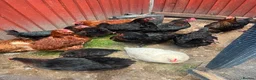 Chickens poultry for sale: Laying hens in Leighton Buzzard - Advert 3
