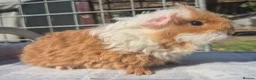 Guinea Pig rodents for sale: 2 x sheltie 1 x texel all boys.  - Advert 8