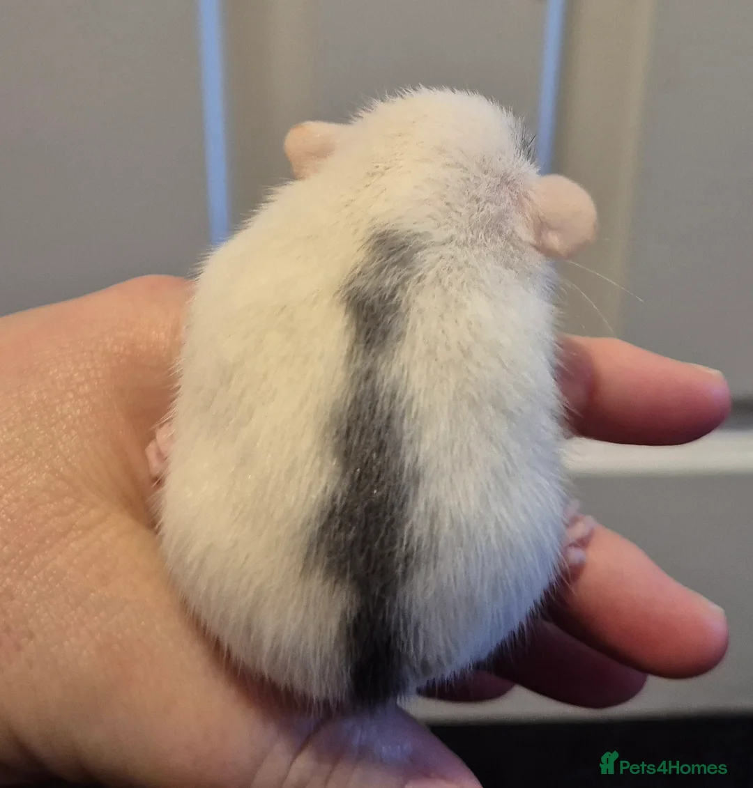 Rat rodents for sale: 2 Male Dumbo Rats  - Advert 4