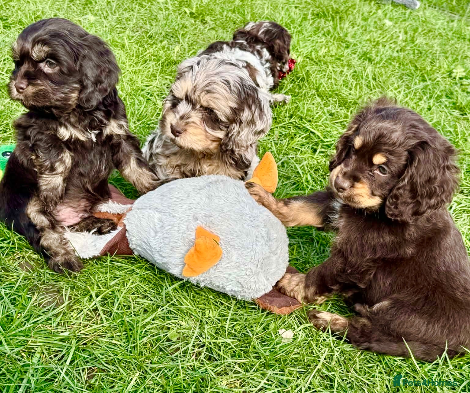 Cockapoo dogs Chocolate merl cockapoo puppies READY NOW  - Advert 2