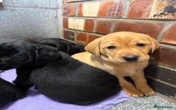Labrador Retriever dogs for sale: Red fox labradors - Image 6